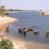 Chobe - Elephants